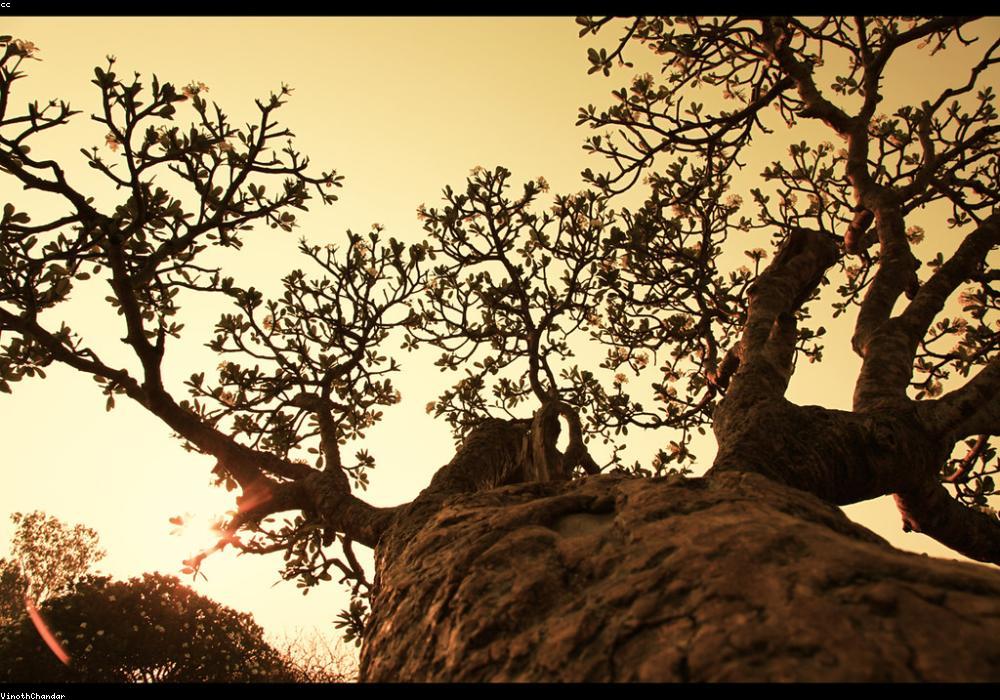 राजस्थान में फिर बदलेगा मौसम का मिजाज, कई जिलों में बारिश का अलर्ट