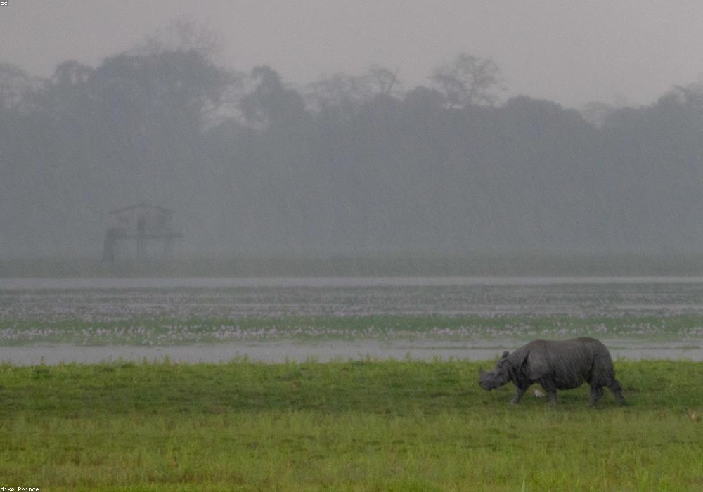 रेगिस्तान में बिछी बर्फ की चादर: जयपुर में आंधी-बारिश के साथ ओले गिरे; अजमेर-ब्यावर में तूफान से पेड़ धराशाय
