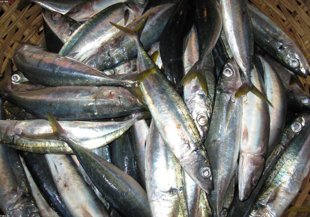 जयपुर में SI-प्लाटून कमांडर भर्ती परीक्षा का आयोजन