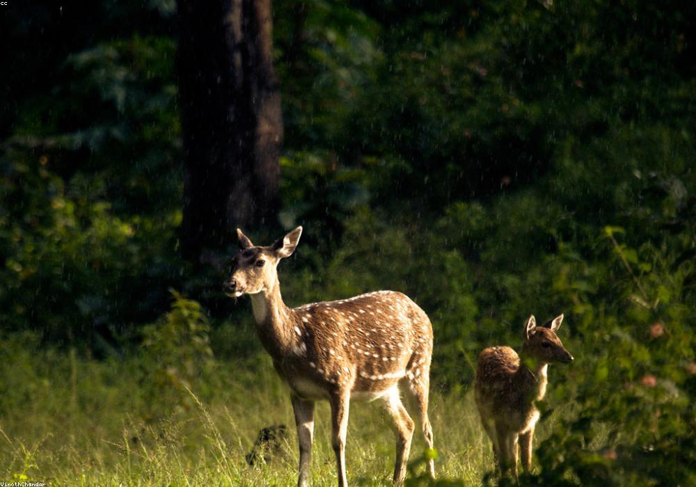 राजस्थान में बेमौसम बारिश और ओलावृष्टि का कहर